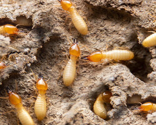 pest cantrol sarvice